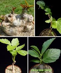 Image result for Cissus nigropilosa