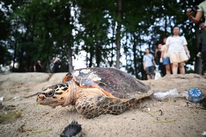 Critically endangered hawksbill turtle spotted in Singapore
