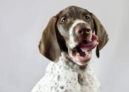 Can Dogs Eat Cashews Are Cashews Bad For Dogs Are Cashews Safe For Dogs