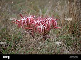 Image result for Crinum buphanoides