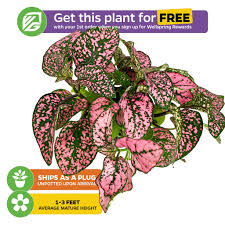 Image result for Hypoestes