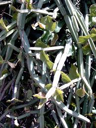 Image result for Cissus trothae