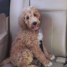 Pin On Doodle Mom