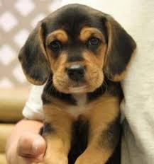 We currently have a litter of black and golden goldador puppies and a litter of ivory lab puppies. 33 Labrador Mixed Breeds Lovable Lab Mixes With Lifelong Loyalty