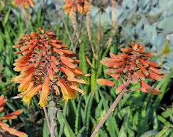 Image result for Aloe buchananii