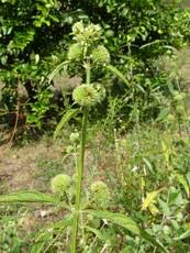 Image result for Hyptis lanceolata