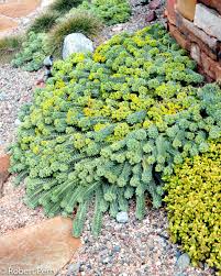 Image result for Euphorbia