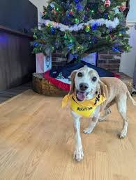 Berkeley Animal Center added a...