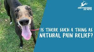 Maybe you would like to learn more about one of these? Greyhounds As Pets Gapnsw Twitter