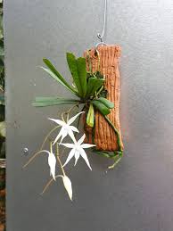 Image result for Aerangis kirkii