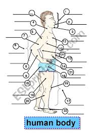 Get an accurate measurement of the different areas of your body including chest, waist, hips, and inseam by following these easy body start at one hip and wrap the tape measure around your rear, around the other hip, and back to where you started. Human Body Body Parts Parts Of The Body 1 Face 5 Shoulder 9 Forearm 13 Waist 17 Leg 2 Mouth 6 Arm 10 Armpit 14 Abdomen 18 Thigh 3 Chin 7 Upper Arm 11 Back 15 Buttocks 19 Knee 4 Neck 8 Elbow 12 Chest 16 Hip 20 Calf 21