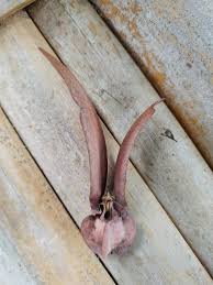 Image result for Dasylepis eggelingii