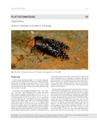 Image result for Crotalaria longithyrsa