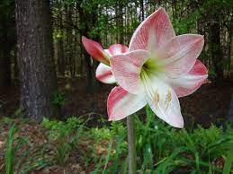 Amaryllis Amaryllis Flowers Amaryllis Pinterest Garden