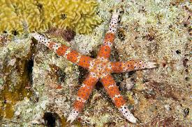 Starfish Anatomy Worksheet Sea Star Animal Stock Photos Kimballstock Animals Sea Star Starfish