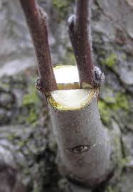 We did not find results for: Thumb Tack Grafting 101 Grafting Fruit Trees Grafted Fruit Trees How To Graft Fruit Trees