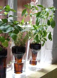 Comment les semer et les cultiver ? Herbes Aromatiques 18 Facons Astucieuses De Les Faire Pousser En Interieur