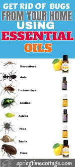 How To Eliminate Bugs With Essential Oils Essential Oils For Headaches Essential Oils Oils