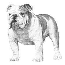 Dra = dog registry of america, inc. Bulldog Dog Breed Information
