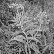 Image result for Cyphostemma omburense