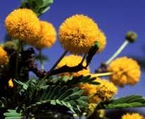 Image result for Acacia erioloba