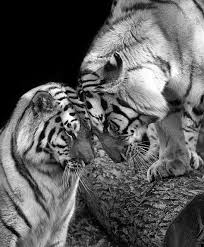Black And White Tiger Picture Pure Love Tiger Love Animals Black And White Animals
