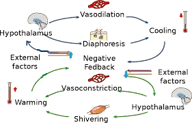 Explanation of homeostasis and negative and positive feedback loops. 10 7 Homeostasis And Feedback Biology Libretexts