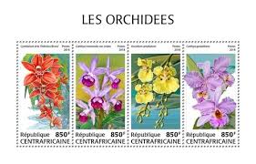 Image result for Pterocarpus rotundifolius