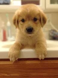 Along with your puppy you will receive: Golden Retriever German Shepherd Puppies For Sale In Tacoma Washington Classified Americanlisted Com