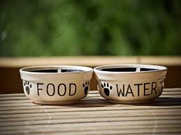 C282, near mahavir chowk waluj midc, w. Dog Bowls Beautiful Useful Bowls For Food Water Most Searched Products Times Of India