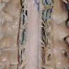 The spine consists of the cervical, thoracic, lumbar and sacral vertebrae and the coccyx. Https Encrypted Tbn0 Gstatic Com Images Q Tbn And9gctazuujjyzlpfot3zy3tyadlaa7uskyv9i0biylhgj Biy8ihx9 Usqp Cau