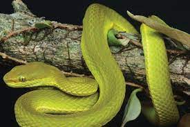 Researchers Name Newly Discovered Snake Species After Salazar Slytherin From Harry Potter Pit Viper Snake Viper Snake