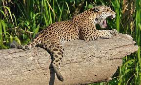 Peruvian Amazon Manu Wildlife Tour Panthera Amazon Rainforest Wildlife Tour
