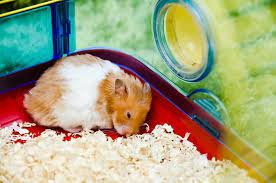 5 Ways To Tell If Your Hamster Is Unfortunately Dead Pocket Sized Pets