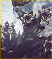 Image result for Ferraria glutinosa