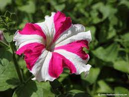 Petunia Petunia Flower Petunias Petunia Care