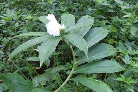 Image result for Costaceae