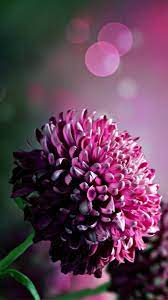 Hydrangea Chrysanthemum Flower Macro Bokeh Iphone 6 Wallpaper Download Iphone Wallpapers Ipad Wallp Chrysanthemum Flower Iphone 6 Wallpaper Flower Wallpaper