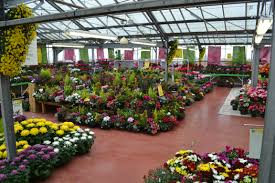 Epingle Sur Flori