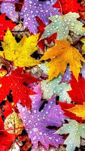 Wallpapers Iphone Leaf Autumn Bureaubladachtergronden Iphone Achtergrond Herfstbladeren