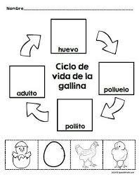 Chicken Life Cycle In Spanish Las Gallinas Gallos Y Pollitos Spanish Immersion Classroom Learning Spanish Chicken Life Cycle