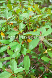 Image result for Ficus sur