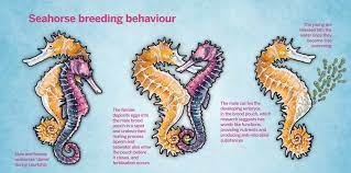 Pipefish, which look like seahorses that have been pulled straight, have slits, grooves and flaps on their bodies where the eggs nestle, instead of a pouch. Crazy Horses