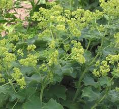 Image result for Alchemilla ellenbeckii