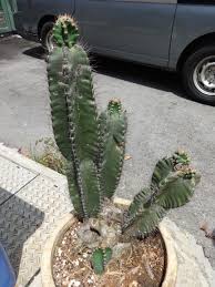 Cactus propagation via offsets is easier than the slow growth of seed, the surgical precision of grafting and the variability of cuttings. Puppy Love Cereus Cactus