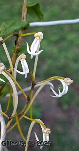 Image result for Solenangis