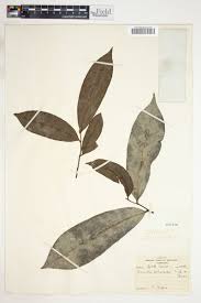 Image result for Annickia