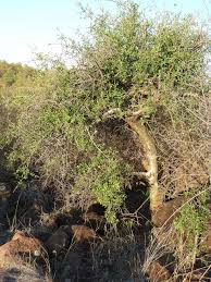 Image result for Commiphora tenuipetiolata