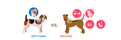 Our veterinarian in greensboro welcomes you to our animal hospital. Dog Microchip Vs Gps Tracker What S The Difference Tractive Blog