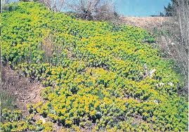 Euphorbia myrsinites is an interesting perennial with blue foliage. Washington State Noxious Weed Control Board
